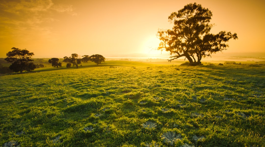 a landscape image of the country with a sunset with a view of the tree and green grass